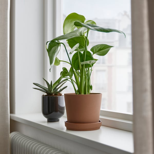 Two plants by window: brown and black pots on white shelf.