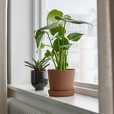 Two plants by window: brown and black pots on white shelf.