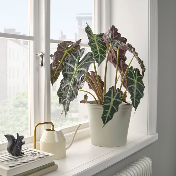 Plant, books, watering can, squirrel