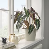 Plant, books, watering can, squirrel