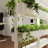 Greenery office divider with multiple planters