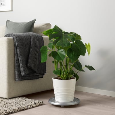 Modern living room with large green plant near gray sofa.