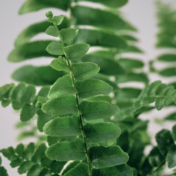 NEPHROLEPIS Potted plant, Boston fern, 9 cm