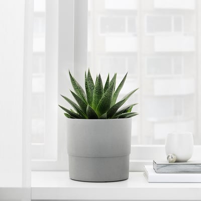 Succulent in NYPON planter by window, with books and vase. Alternatively: succulent in grey NYPON planter by window, with books and a vase.