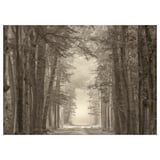 Black and white forest trail wall art, with tall trees and light at end.