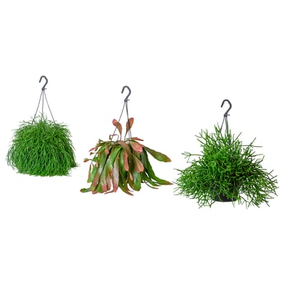 Three hanging plants, each in black pots with green foliage, suspended by chains.