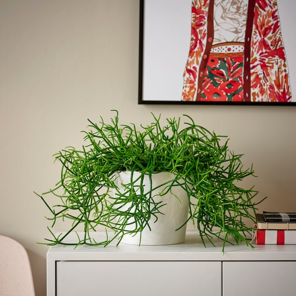 Small potted green plant on white shelf under vibrant artwork.