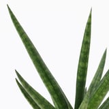 Close-up of vibrant, healthy green leaves from a SANSEVIERIA plant, showcasing its sharp, upright form.