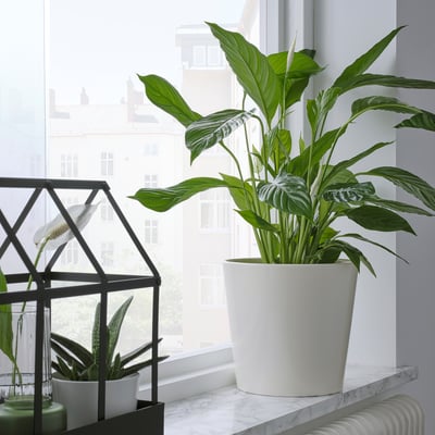 Window with green plant, snake plant, modern decor.