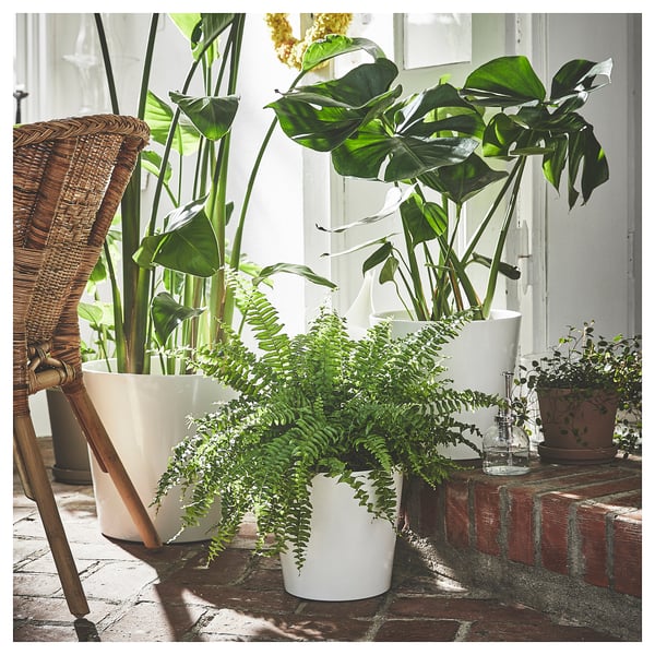 Three green plants in white pots on red bricks by wicker chair.