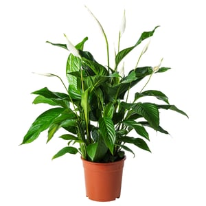 Green SPATHIPHYLLUM plant with white buds.