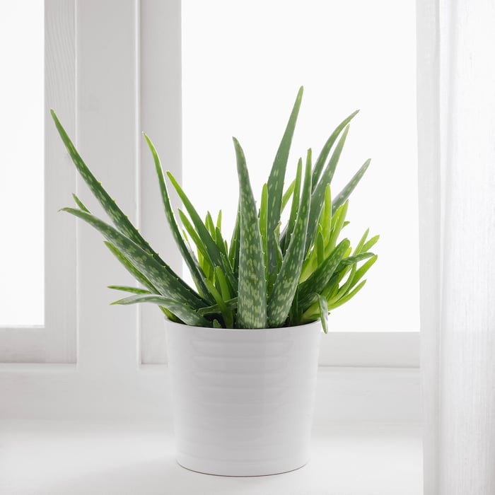 ALOE VERA Ruukkukasvi, aaloe - IKEA