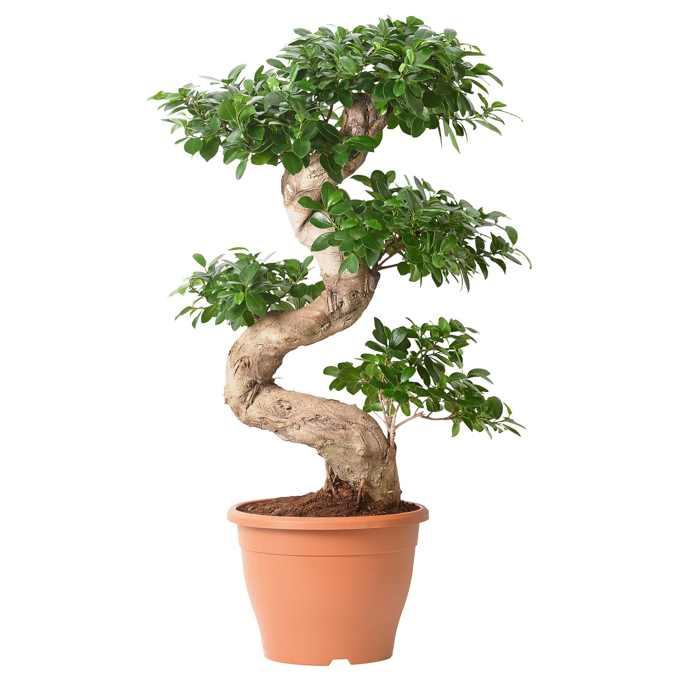 FICUS MICROCARPA GINSENG Ruukkukasvi, bonsai, 29 cm IKEA
