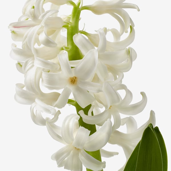 HYACINTHUS Ruukkukasvi, 1 sipuli, Hyasintti eri värejä, 8 cm