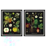KNOPPÄNG-taideprintit: omena- ja mansikkakasvit mustissa kehyksissä, kuitulevystä ja muovista, valmiina ripustettavaksi.