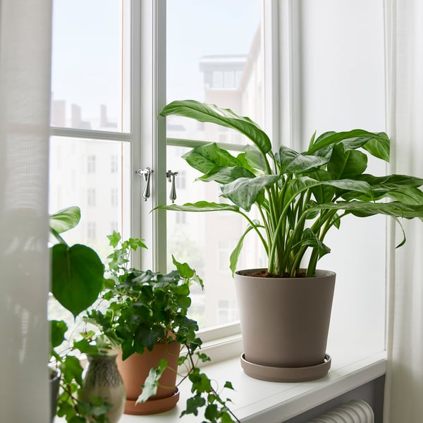 Tre krukväxter på fönsterbrädan, störst är AGLAONEMA.