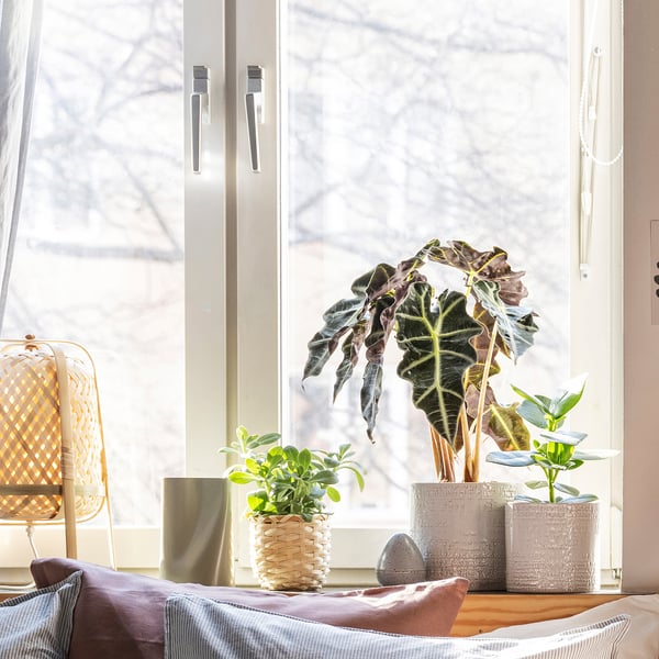 Ljust fönster, stor växt, mindre växter, stol, filtar.