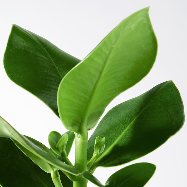 Närbild av livfulla gröna blad från en frisk inomhusväxt, som visar upp slät konsistens och rik färg.