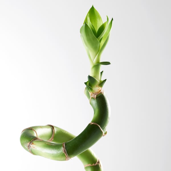 DRACAENA Växt, Lucky bamboo/spiralformad, 45 cm