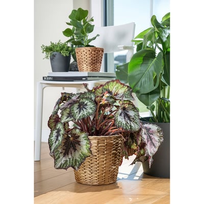 FRIDFULL Kruka, vattenhyacint, 19 cm