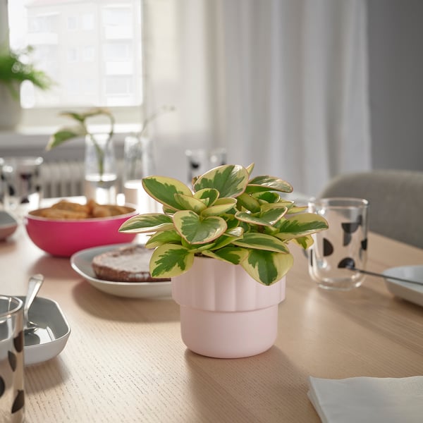 Rosa HÄNGSÄLG blomkruka med vågig form på ett träbord.