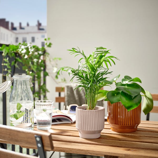 Liten krukväxt på trätabell, två glas, burk med örter, urban bakgrund.