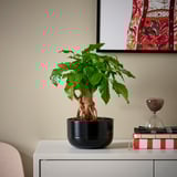 RADERMACHERA växt, bokhylla, timglas.