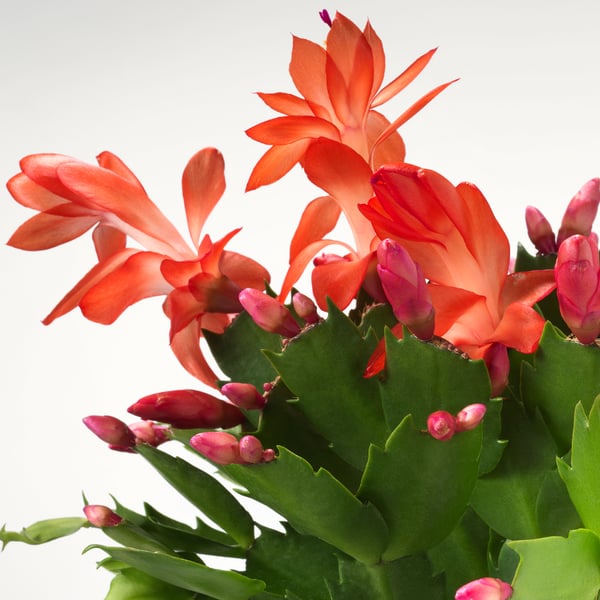 Orangea blommor blommar på grön julkaktus, levande mot ljus bakgrund, med knoppar och öppna blommor.