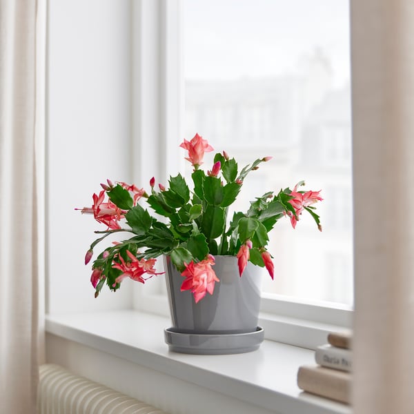 Grå krukväxt SCHLUMBERGERA vid fönstret, rosa blommor.