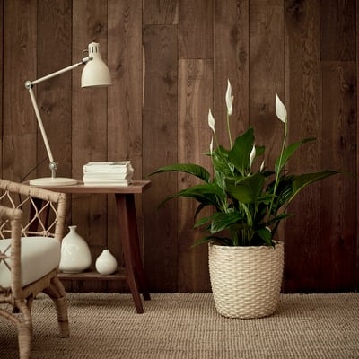 Mysig hörna med SPATHIPHYLLUM växt, bord, lampa, böcker, vaser.