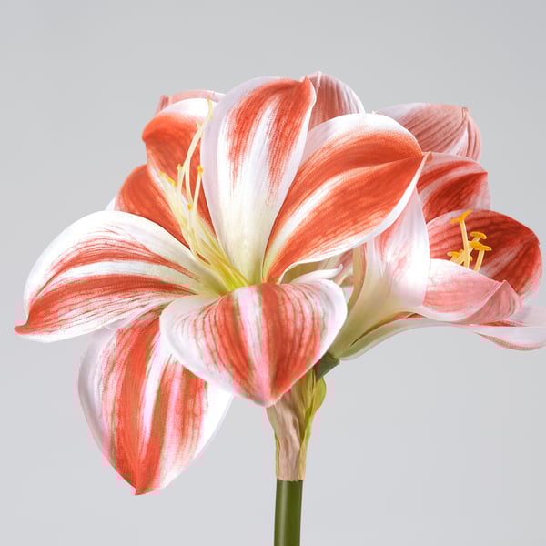 Vibrerande röd och vit amaryllis, skapad med realism, står högt på en grå bakgrund.