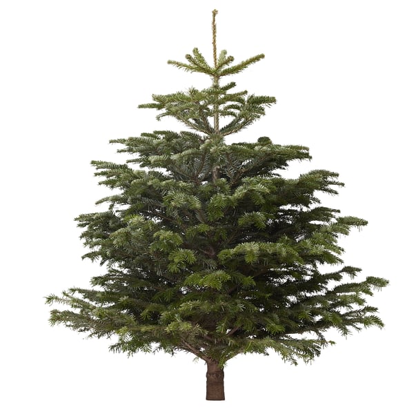 Abies Nordmanniana Sapin De Noel Ikea