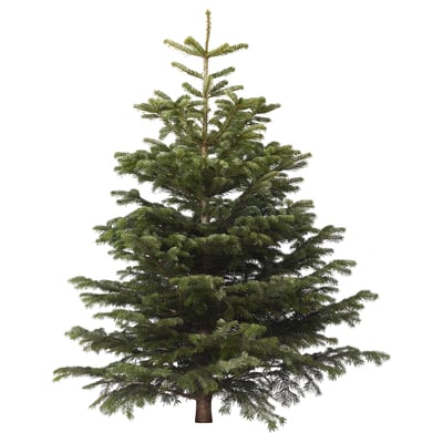 Un sapin de Noël ABIES NORDMANNIANA verdoyant, soigneusement taillé, prêt à être décoré.