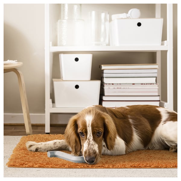 Un chien est allongé sur un tapis moelleux orange devant une étagère avec des bacs blancs et des livres.