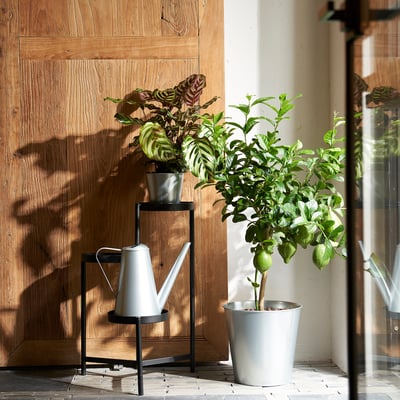 Plantes en pot contre mur en bois ; petit citron ÅKERBÄR, plantes mélangées plus grandes ; galvanisé, simple.