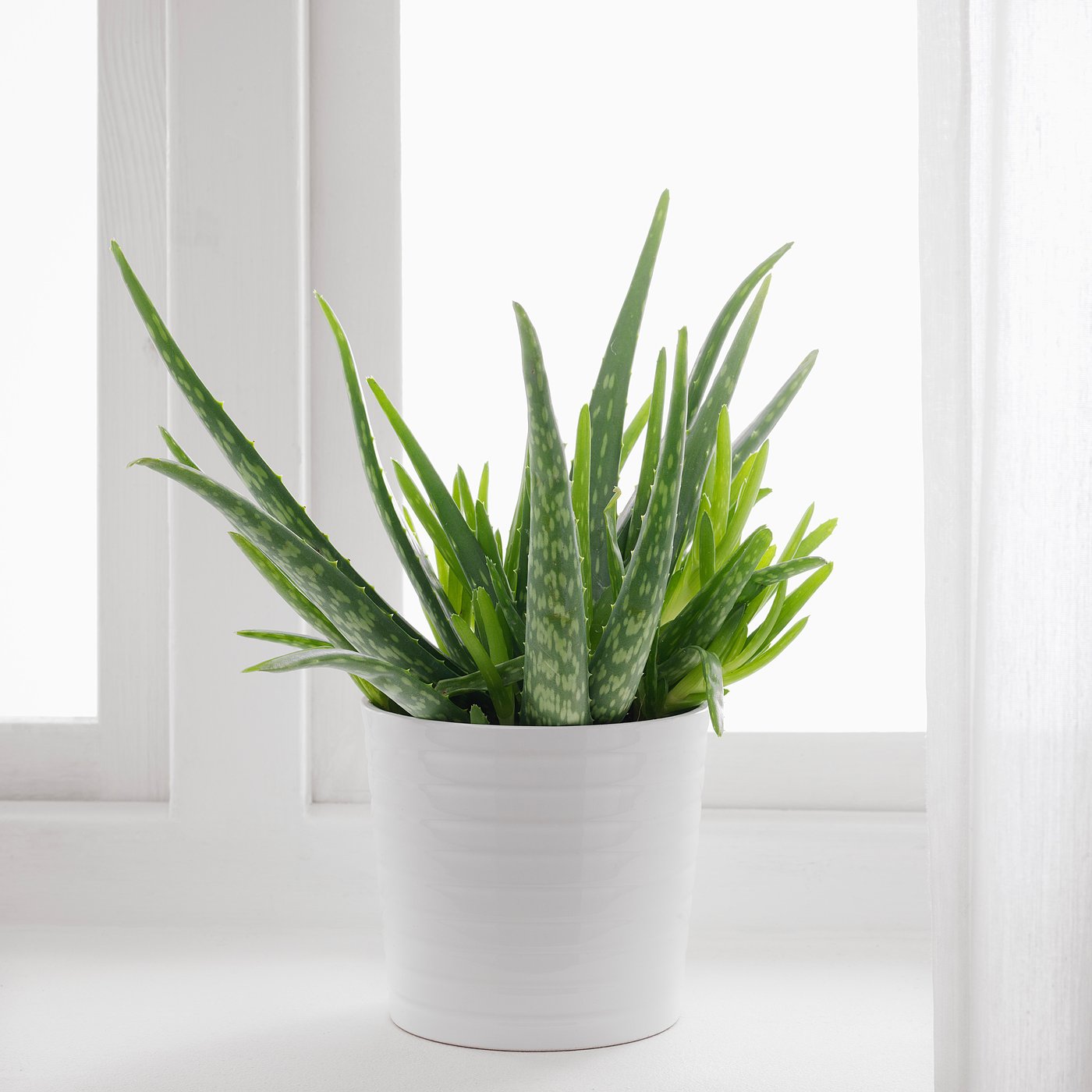 Ou Acheter Une Plante D Aloe Vera Aloe Vera Plante En Pot Aloe 12 Cm Ikea