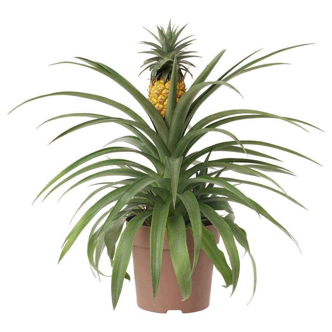 ANANAS Plante en pot, ananas IKEA