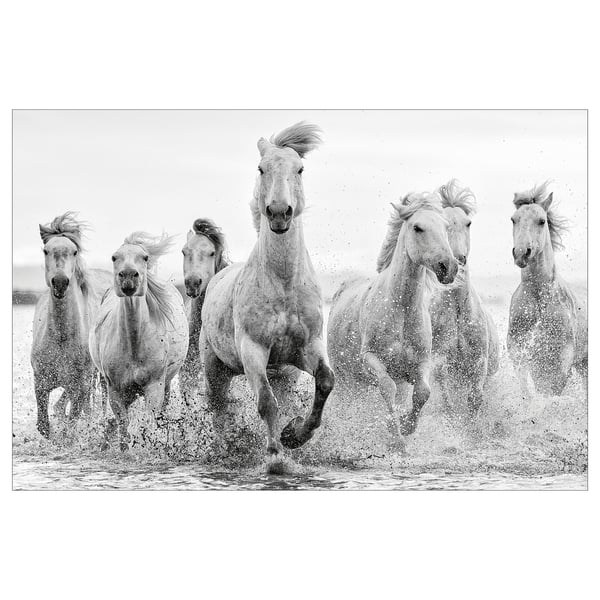 Noir et blanc, six chevaux au galop courant dans des eaux peu profondes.
