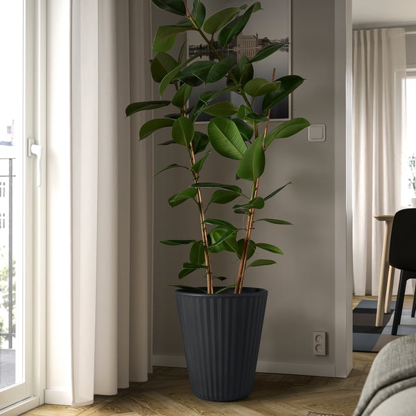 Espace intérieur avec une grande plante de caoutchouc près de la fenêtre.