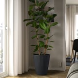 Espace intérieur avec une grande plante de caoutchouc près de la fenêtre.