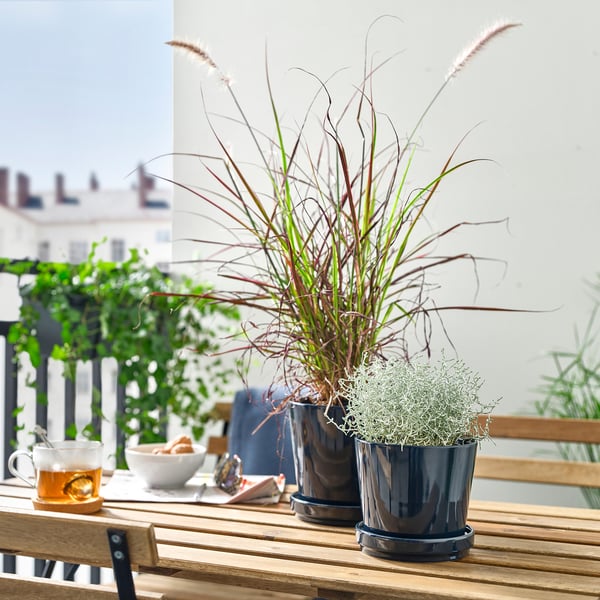 Petite plante en pot sur une table en bois, à côté d’une tasse de thé et d’un bol, créant une atmosphère chaleureuse.