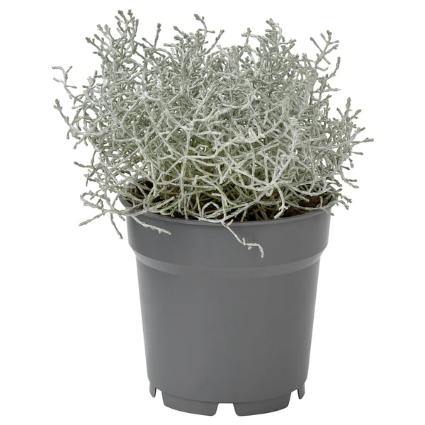 Buisson de coussin en pot dans un récipient gris, vert argenté, rond, plante d’extérieur.