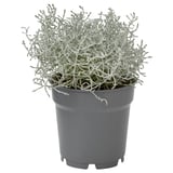 Buisson de coussin en pot dans un récipient gris, vert argenté, rond, plante d’extérieur.
