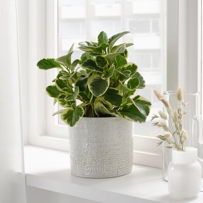 ÅKERBÄR Cache-pot, intérieur/extérieur/acier zingué, 12 cm - IKEA