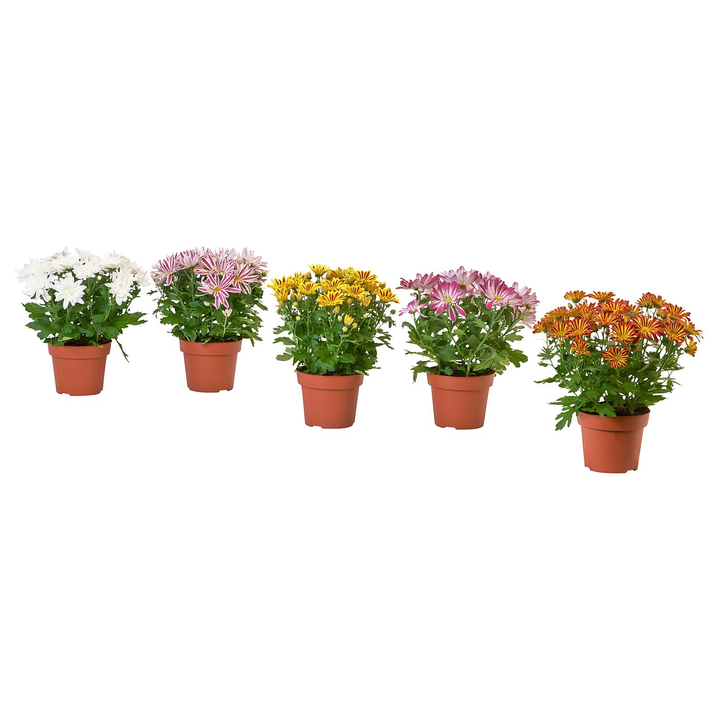 Six CHRYSANTHÈMES en pot de différentes couleurs disposés en rangée, chacun dans des pots bruns, sur fond blanc.