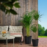 Espace extérieur avec mur en bois sombre, plantes en pot et coin salon confortable.