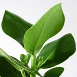 Gros plan des feuilles d’un vert vif d’une plante d’intérieur saine, présentant une texture lisse et une couleur riche.