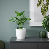 CLUSIA en pot blanc sur meuble noir, feuilles vertes contre le mur sarcelle