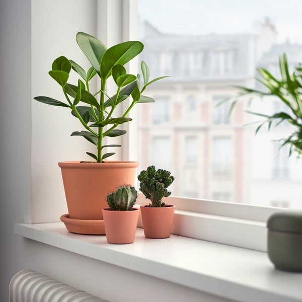 Plantes en pot : CLUSIA, cactus, vue sur la ville