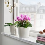 Fleurs de cyclamen rose, orchidée et livres sur le rebord de la fenêtre.